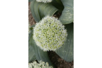 IVORY QUEEN (Allium Karataviense)